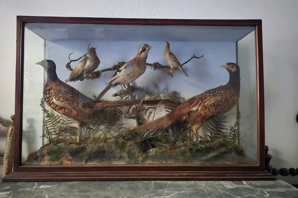 Opgezette vogels in vitrine, Victoriaans, Ophalen, Zo goed als nieuw, Vogel, Opgezet dier