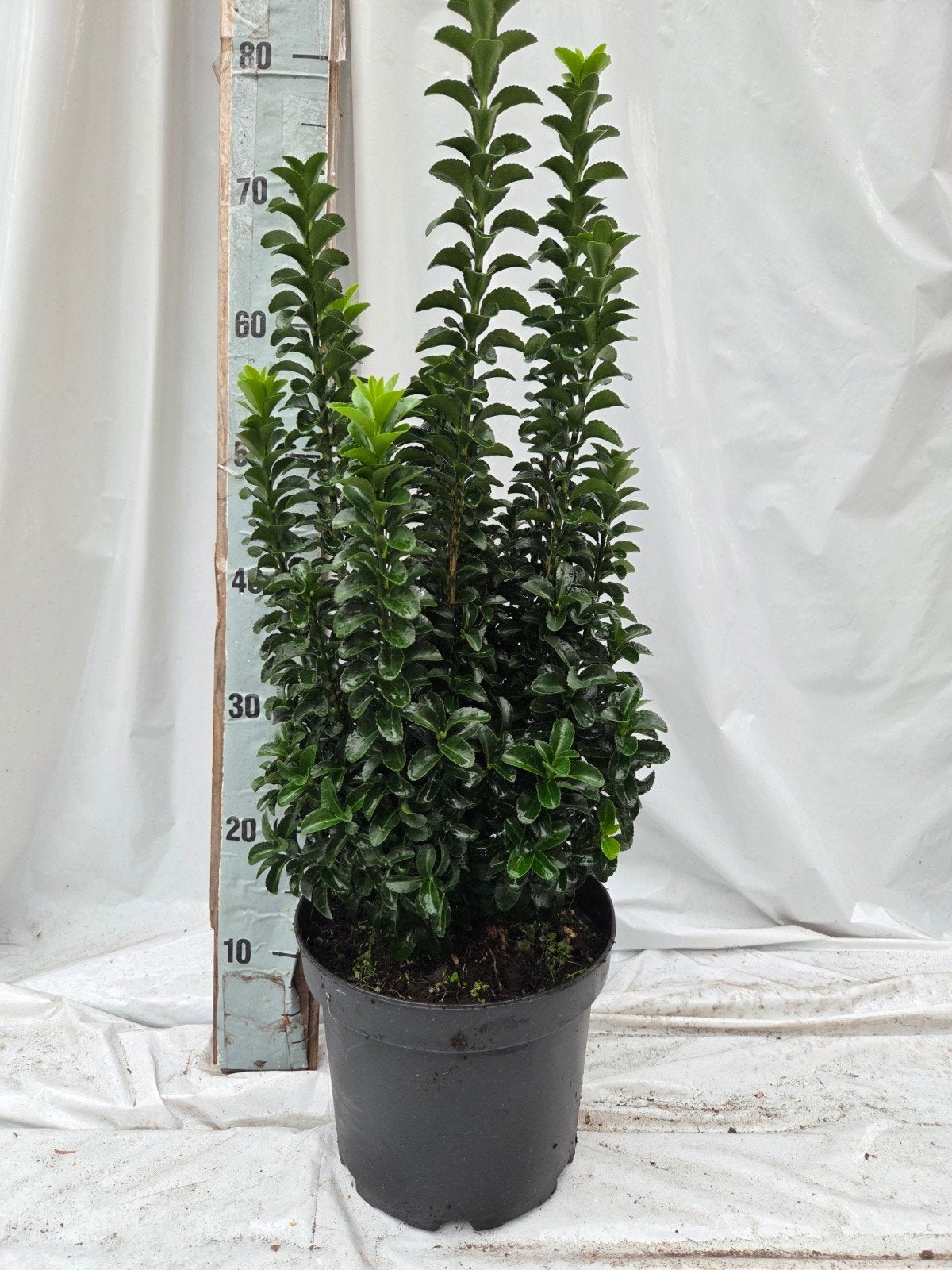 green rocket, Tuin en Terras, Ophalen, Overige soorten, Haag, Minder dan 100 cm