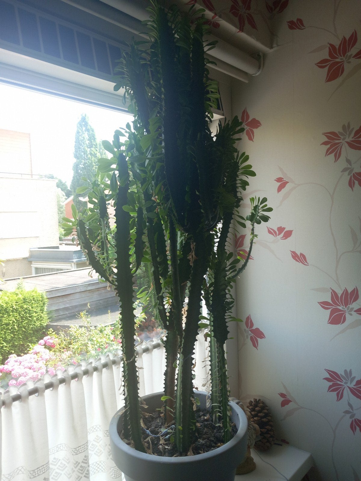 Grote Euphorbia Trigona Cactus in Pot, Ophalen, 150 tot 200 cm, In pot, Cactus