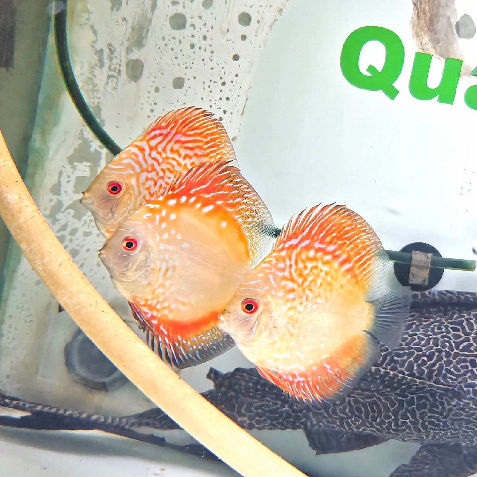 discus pigeon snakeskin, Vis, Zoetwatervis, Schoolvis