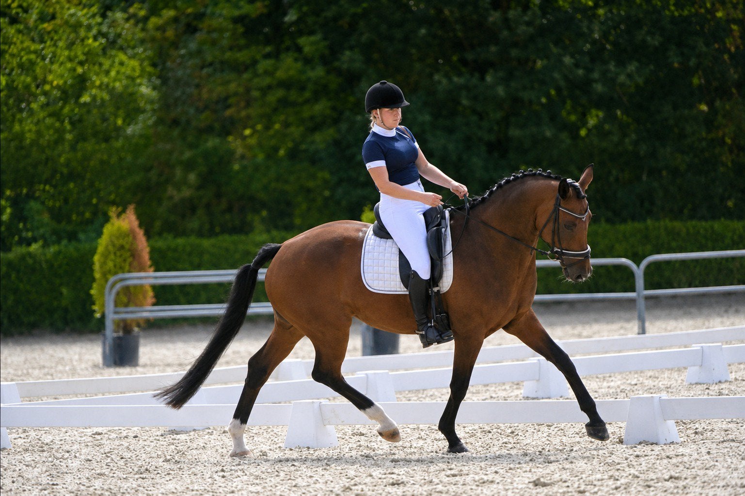 Habibi Z merrie Florencio x Johnson, Dieren en Toebehoren, Merrie, Dressuurpaard, 160 tot 165 cm, 11 jaar of ouder
