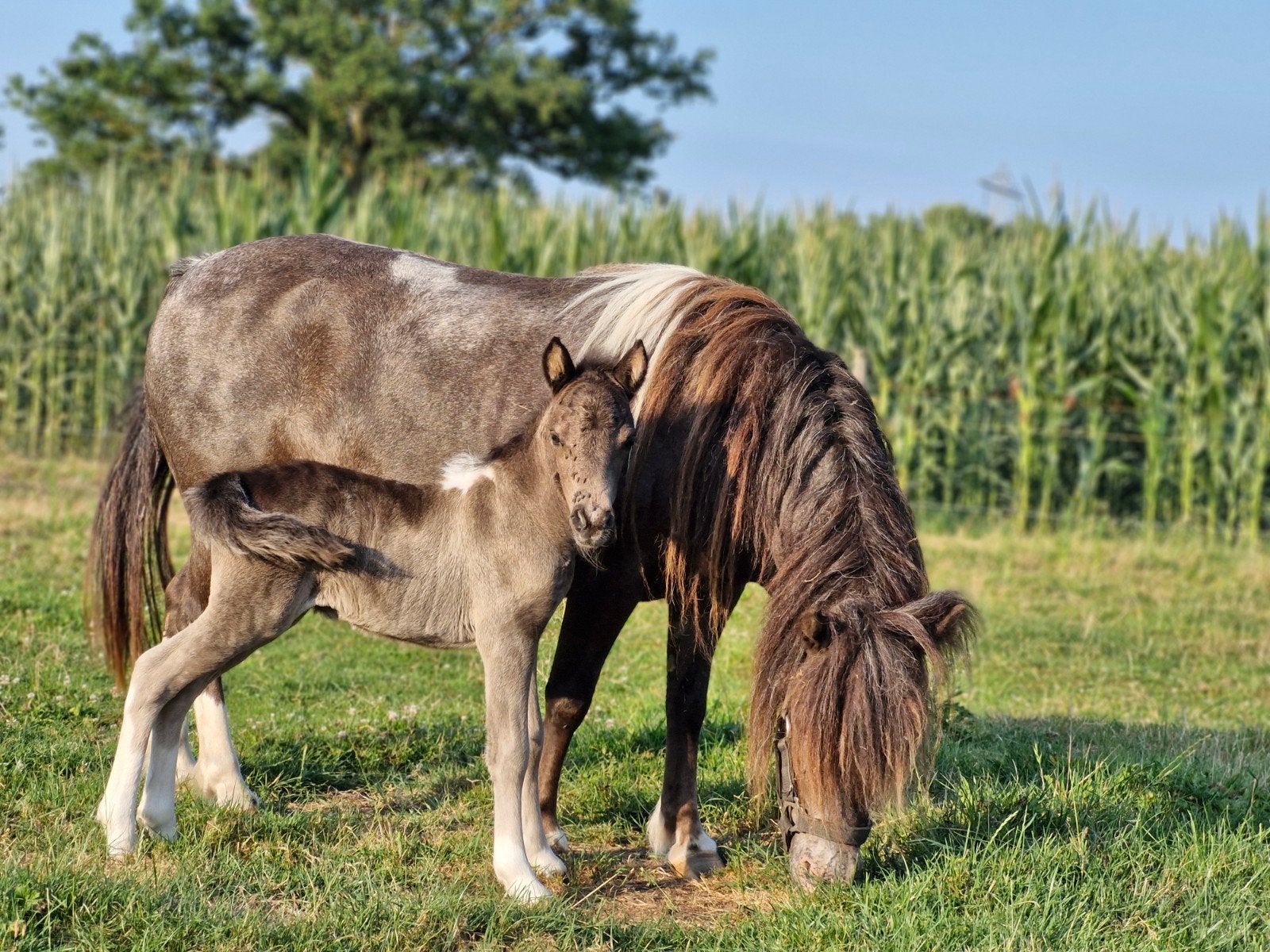 Prachtige minipaard shetlander veulens, Merrie, A pony (tot 1.17m), Gechipt, 0 tot 2 jaar