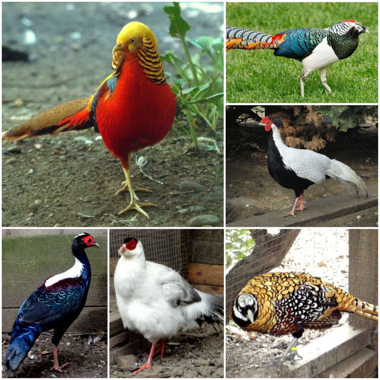diverse soorten FAZANTEN en PAUWEN,  zie advertentie., Meerdere dieren, Geringd