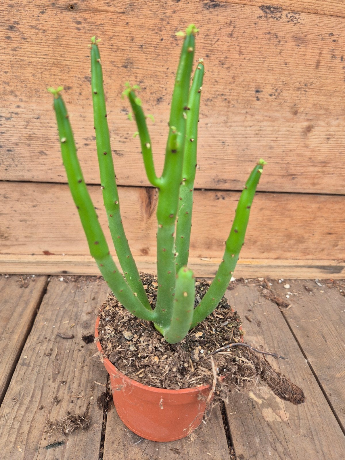 Euphorbia aeruginosa alluaudii, Ophalen of Verzenden, Halfschaduw, Minder dan 100 cm