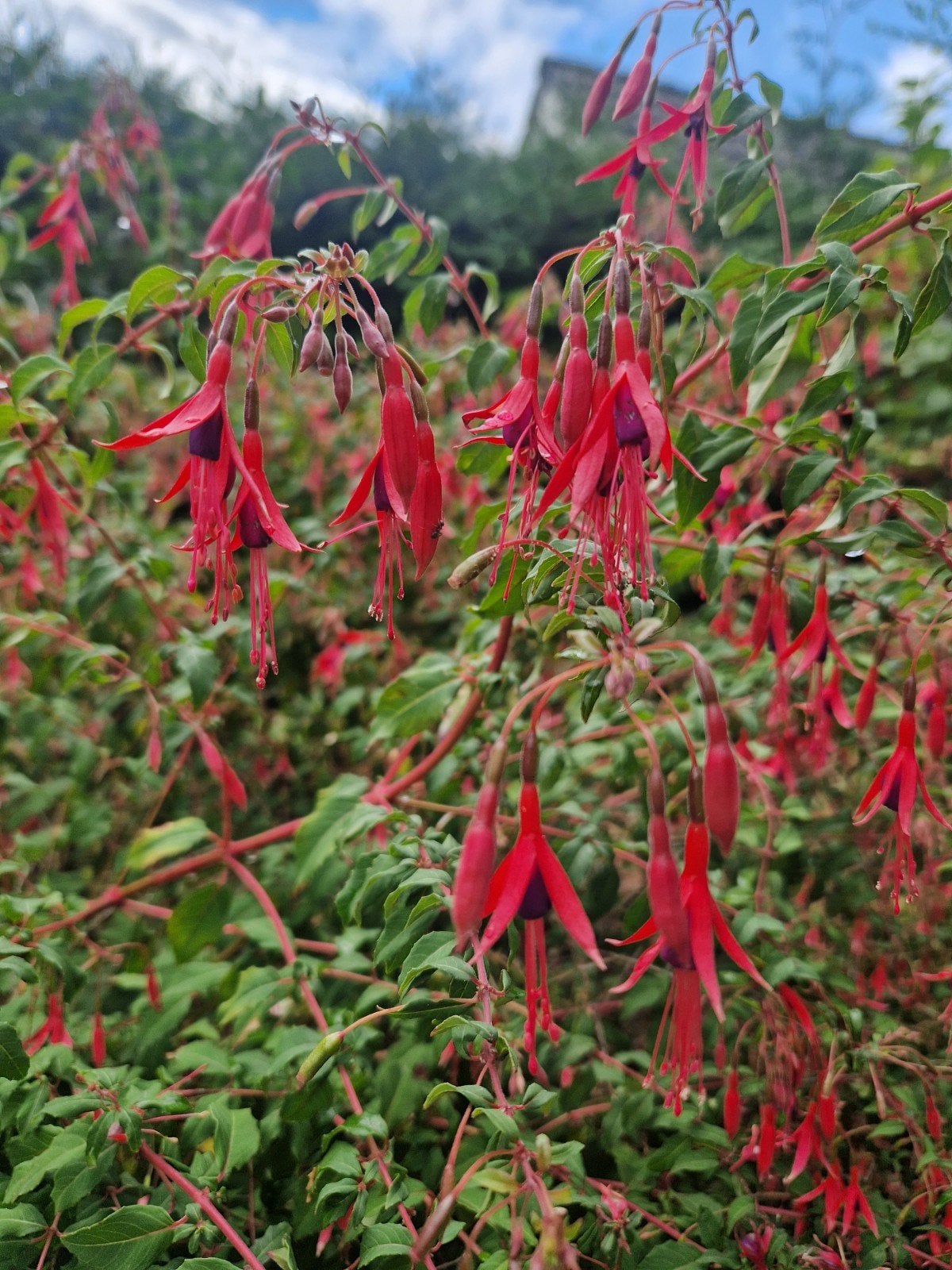 Grote winterharde fuchsia / bellenplant uit volle grond, Vaste plant, Halfschaduw, Zomer, Ophalen