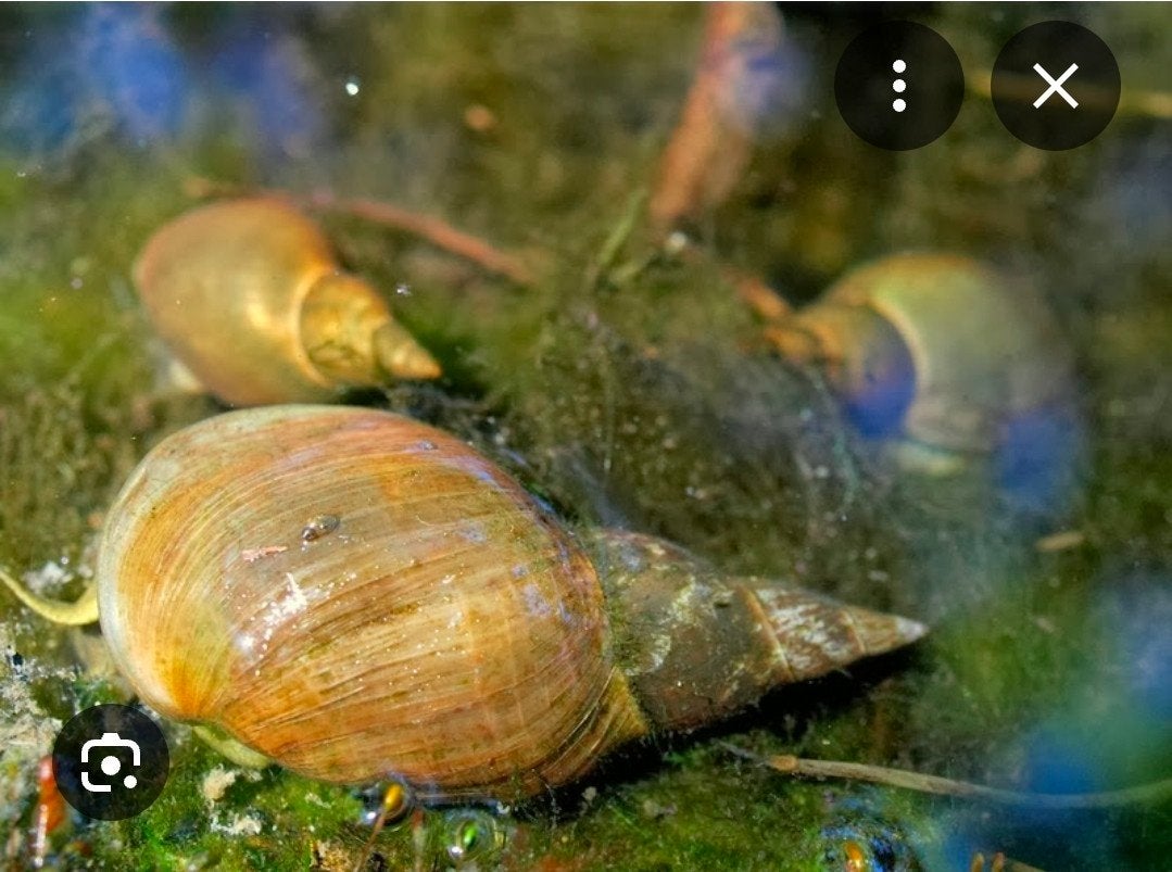 Gezocht: poelslakken en.zoetwatermosselen, Ophalen of Verzenden