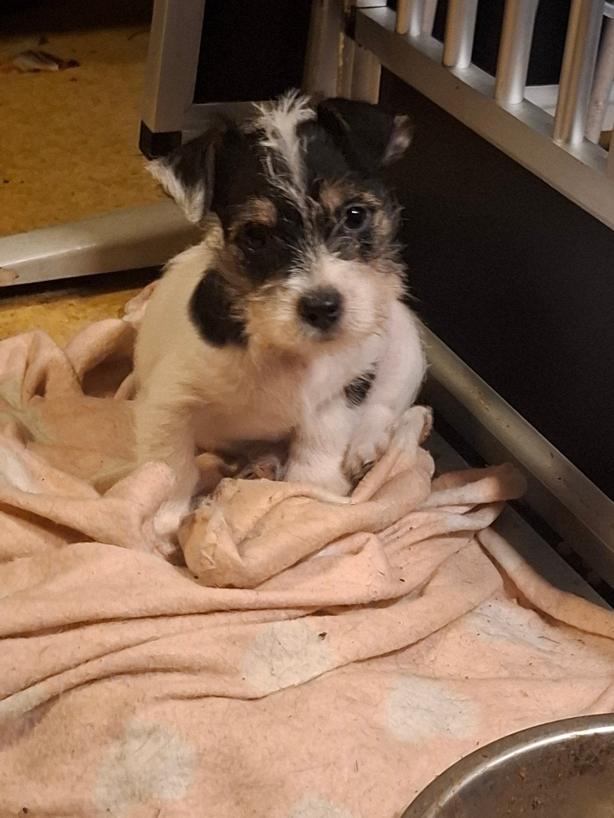 ️️ De allerliefste Jack Russel kruising pups️️, Jack Russell Terriër, Reu, 8 tot 15 weken, Meerdere