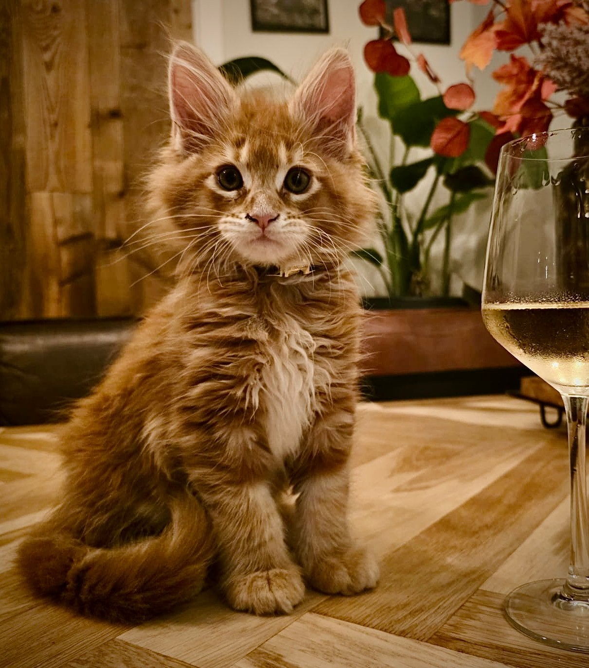 ️ ❤️ Rode Maine Coon kittens – pure liefdе! ❤️, Meerdere dieren, Ontwormd