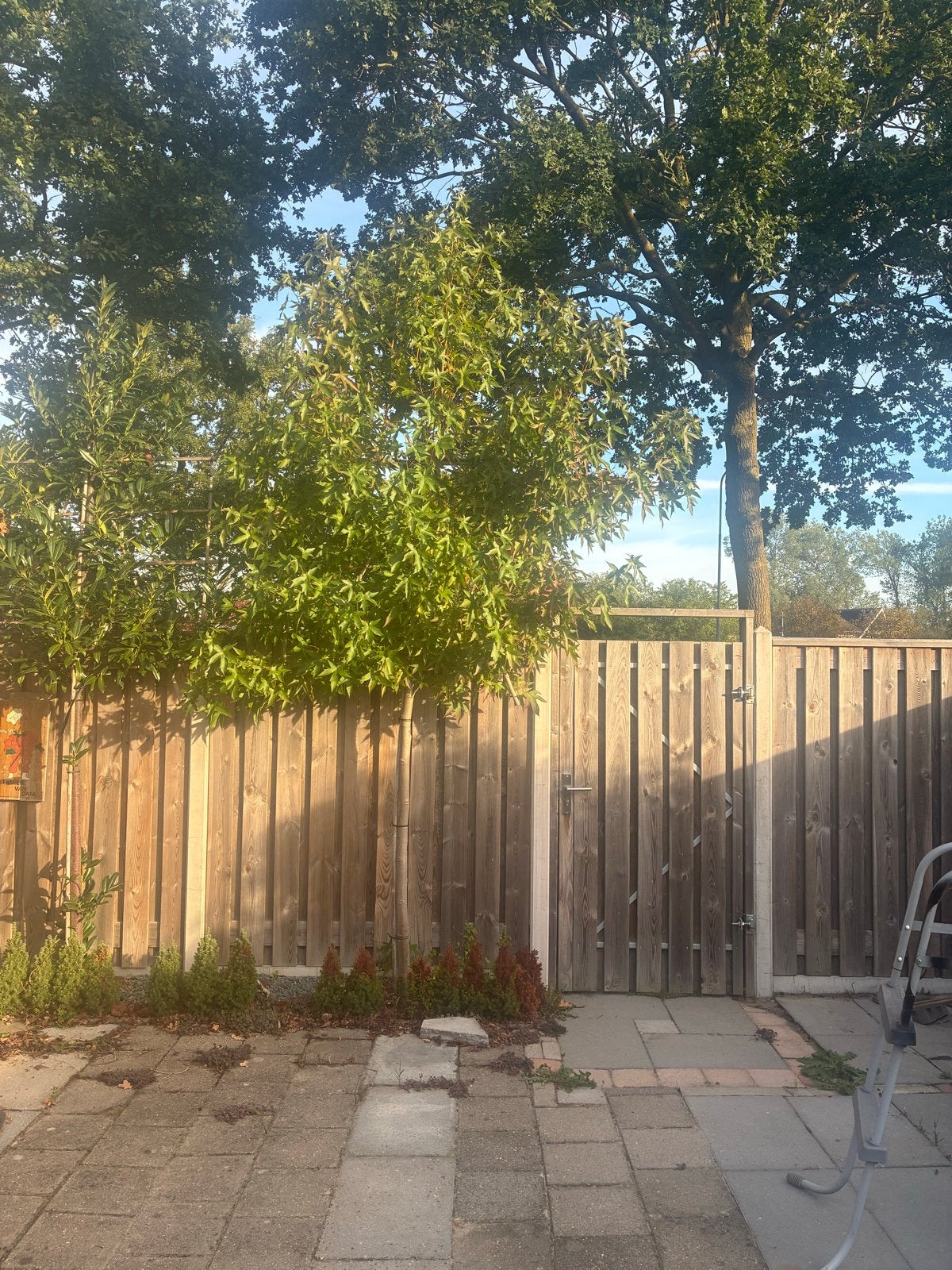 Te koop leiboom., Ophalen, Volle zon, Leiboom, 250 tot 400 cm
