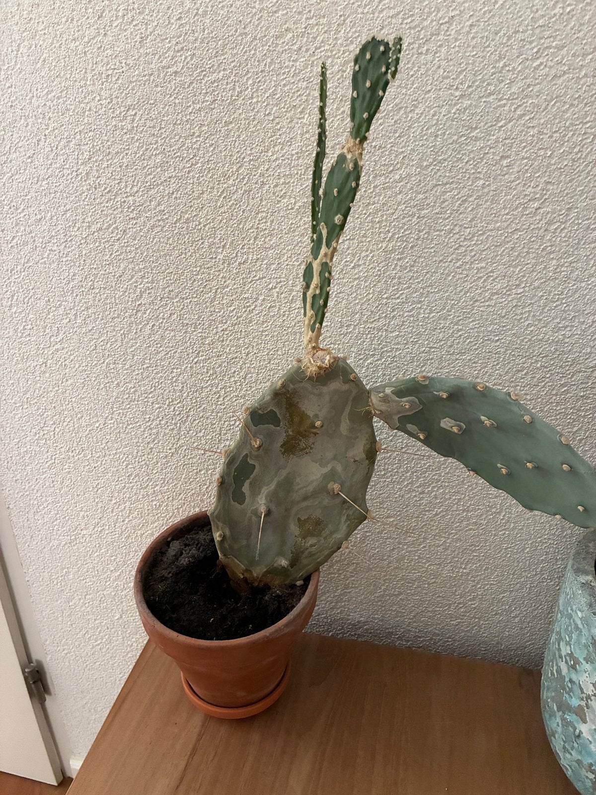 Cactus, Ophalen, Cactus, Volle zon, Minder dan 100 cm
