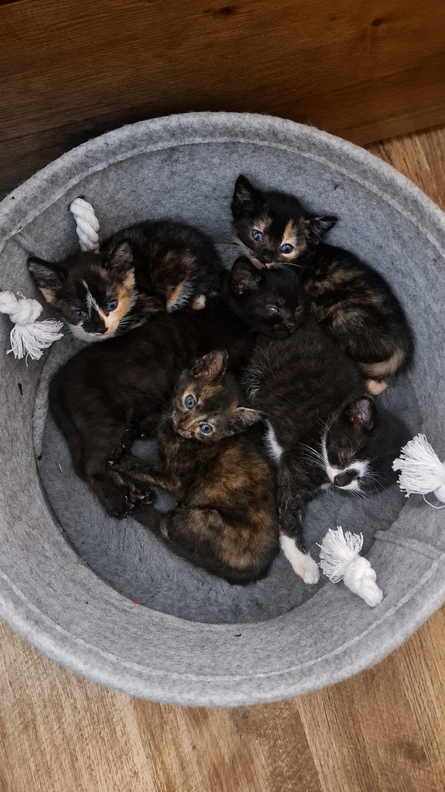 Kittens