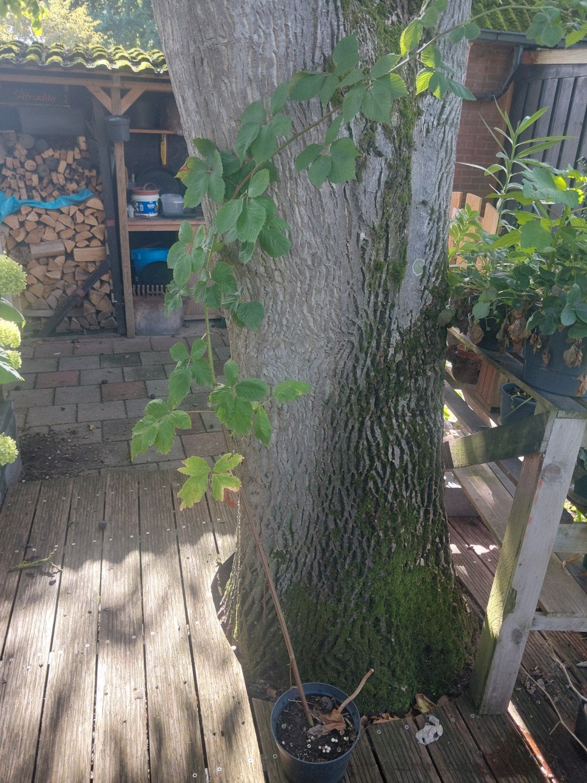 Braam, doornloze bramenstruik te koop, Tuin en Terras, Ophalen, Volle zon, Overige soorten
