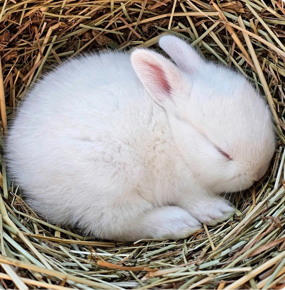 konijnen vit, Meerdere dieren
