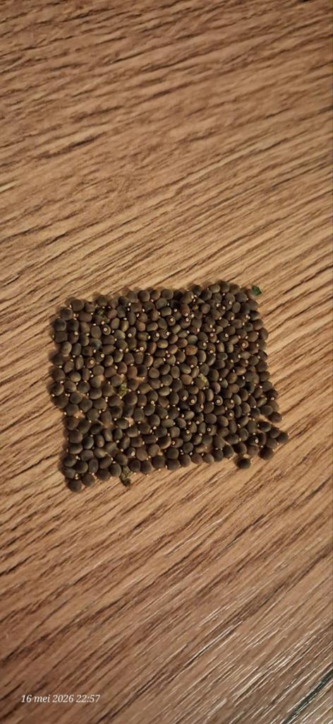 Gratis eitjes Indische wandelende takken, Dieren en Toebehoren, Wandelende tak