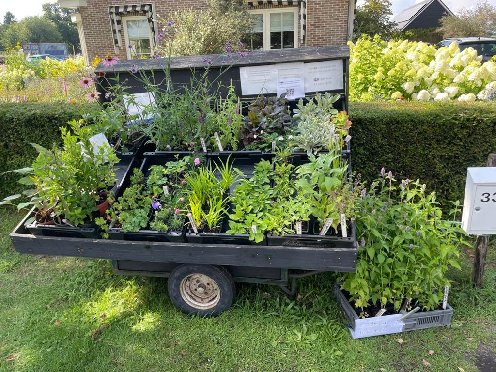 Vaste planten / hobby kwekerij, Tuin en Terras, Ophalen, Overige soorten, Volle zon