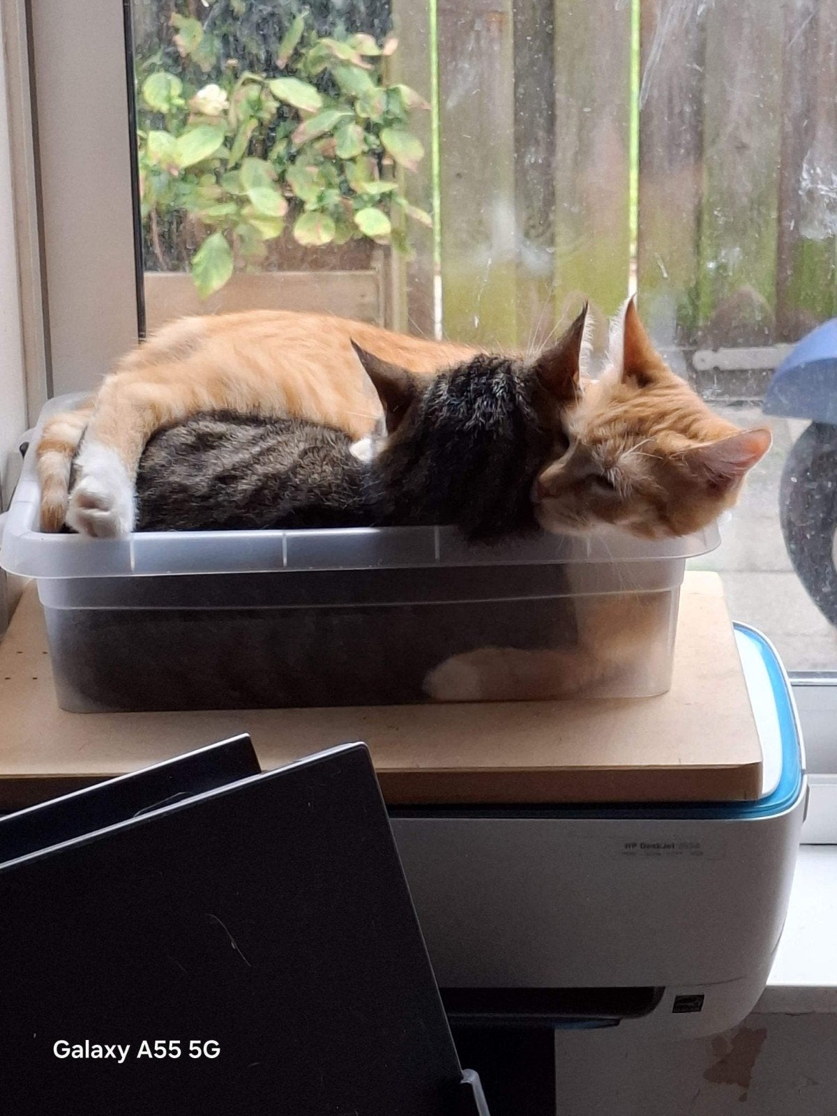 Met Spoed, Gezocht gouden mandjes!, Dieren en Toebehoren, Katten en Kittens | Overige Katten, Kater