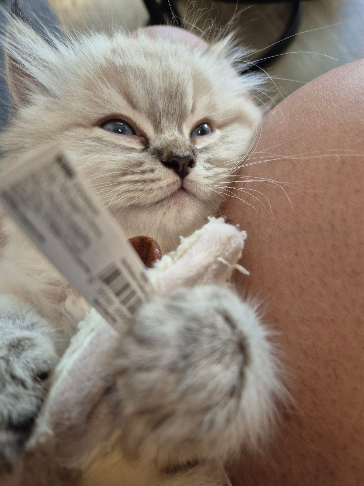 Ragdoll tommy zoek een liefdevolle huisje ️❤️, Kater