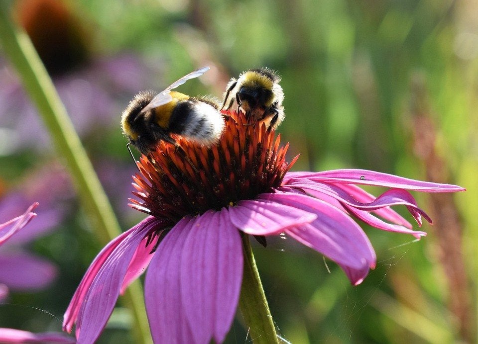Bio zaden Rode zonnehoed  – Echinacea purpurea, Tuin en Terras, Bloembollen en Zaden, Zaad, Voorjaar, Volle zon, Verzenden