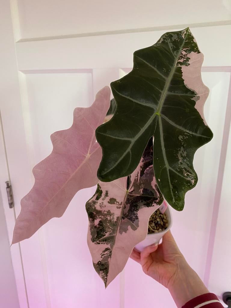 Alocasia variegata knolletjes / corms, Huis en Inrichting, Kamerplanten, Ophalen of Verzenden, Halfschaduw, Minder dan 100 cm
