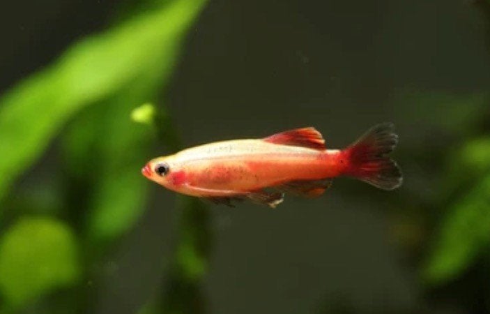 Chinese danio goud, Vis, Zoetwatervis, Schoolvis