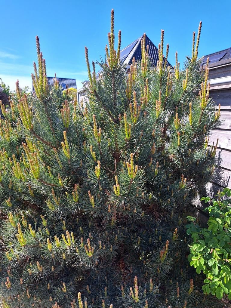 Zeer mooie volle Pinus Sylvestrus Boom., Ophalen, Overige soorten