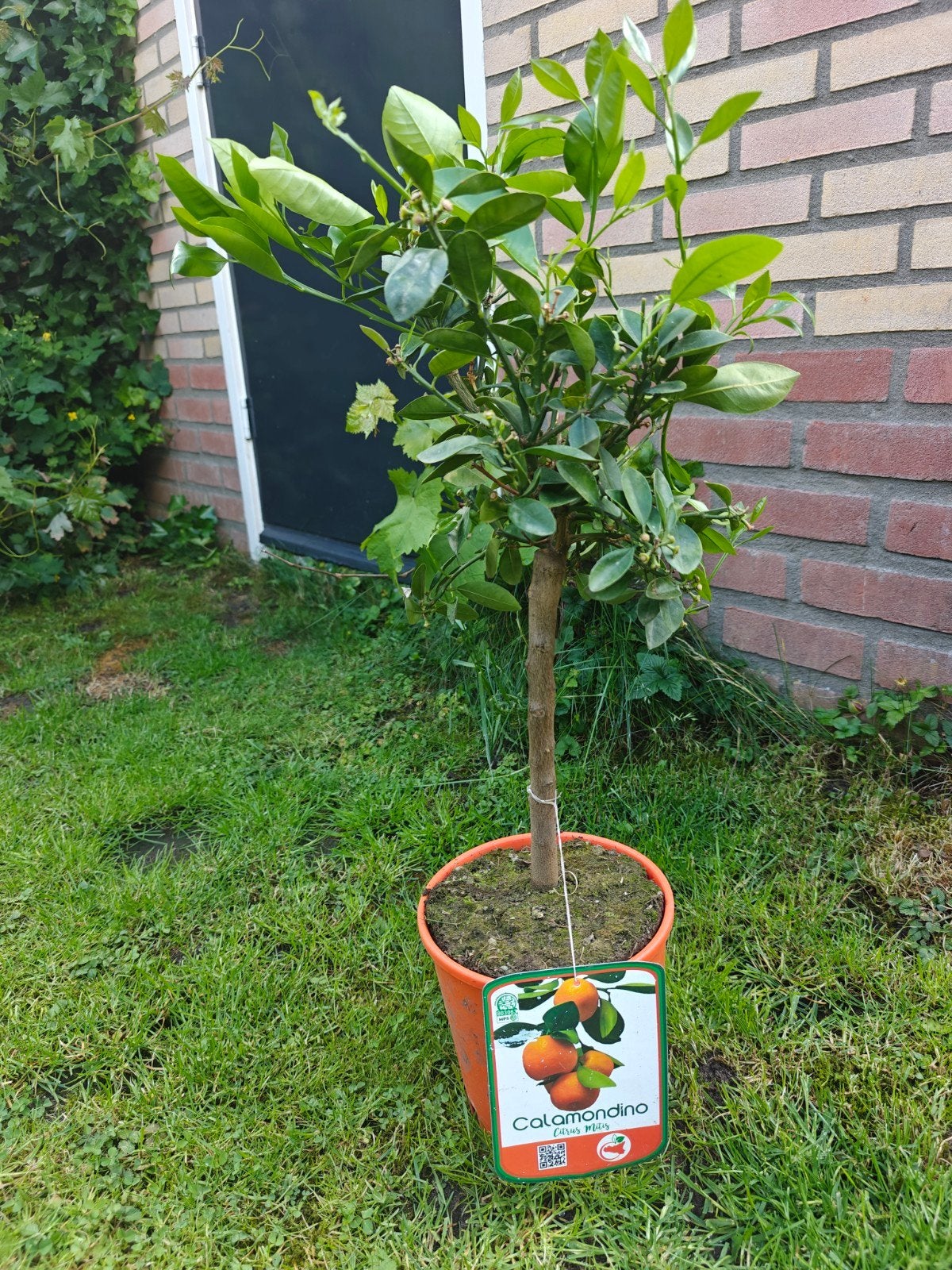 Citrusboom, Citrus Mitis, Calamondino, Ophalen, Minder dan 100 cm, Overige soorten, Volle zon
