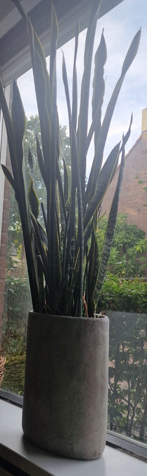 Sanseveria in stenen pot, Ophalen