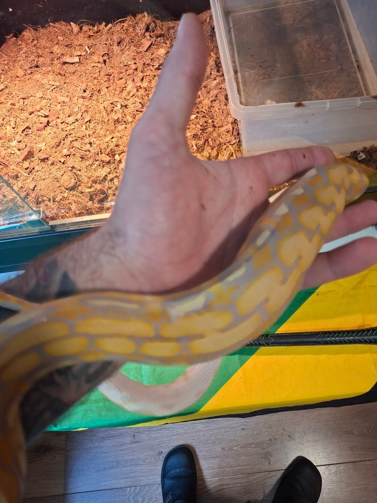 1.0 python reticulatus nk 25  Purple Tiger Bacan, Dieren en Toebehoren, Reptielen en Amfibieën, Slang, 0 tot 2 jaar