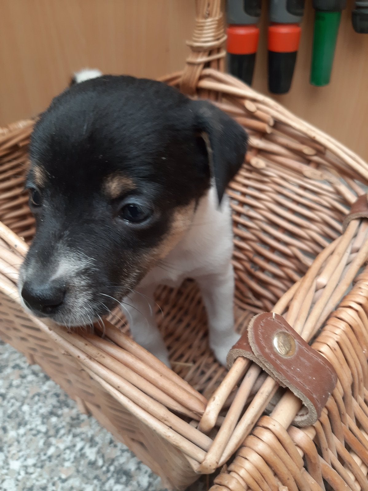 Boerenfox, 8 tot 15 weken, Meerdere, Meerdere dieren, Middel