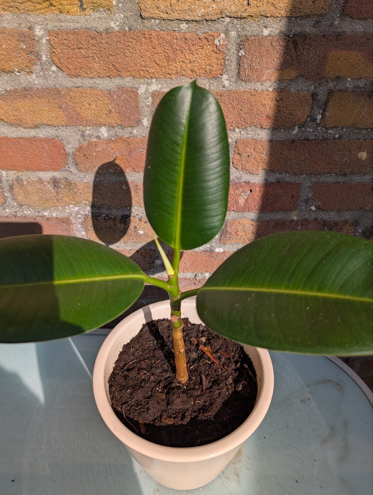 plant in beige pot €4, Ophalen, Vetplant, Halfschaduw, Minder dan 100 cm