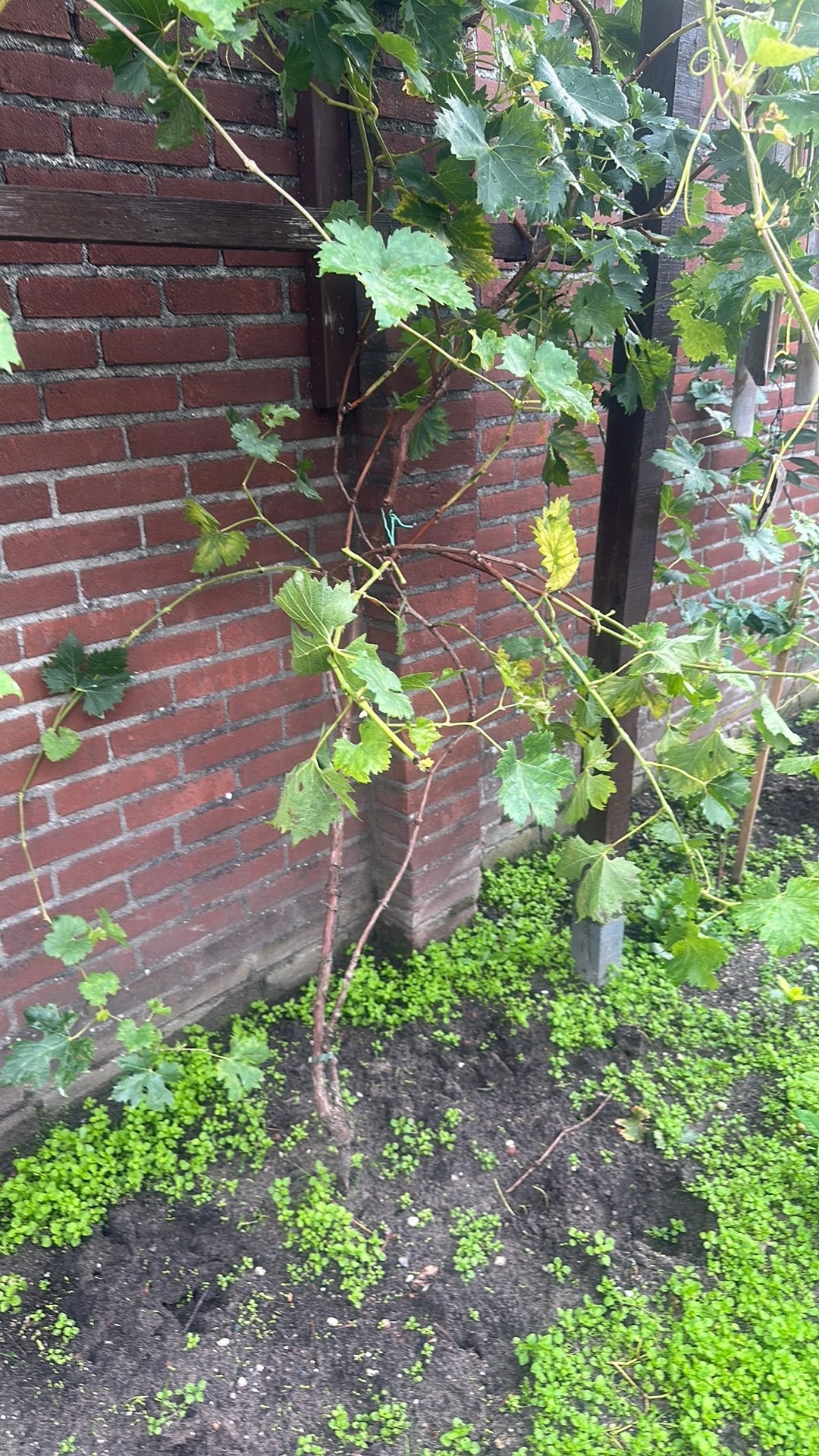 rode druiven struk, Tuin en Terras, Overige soorten, 100 tot 250 cm, Zomer, Ophalen