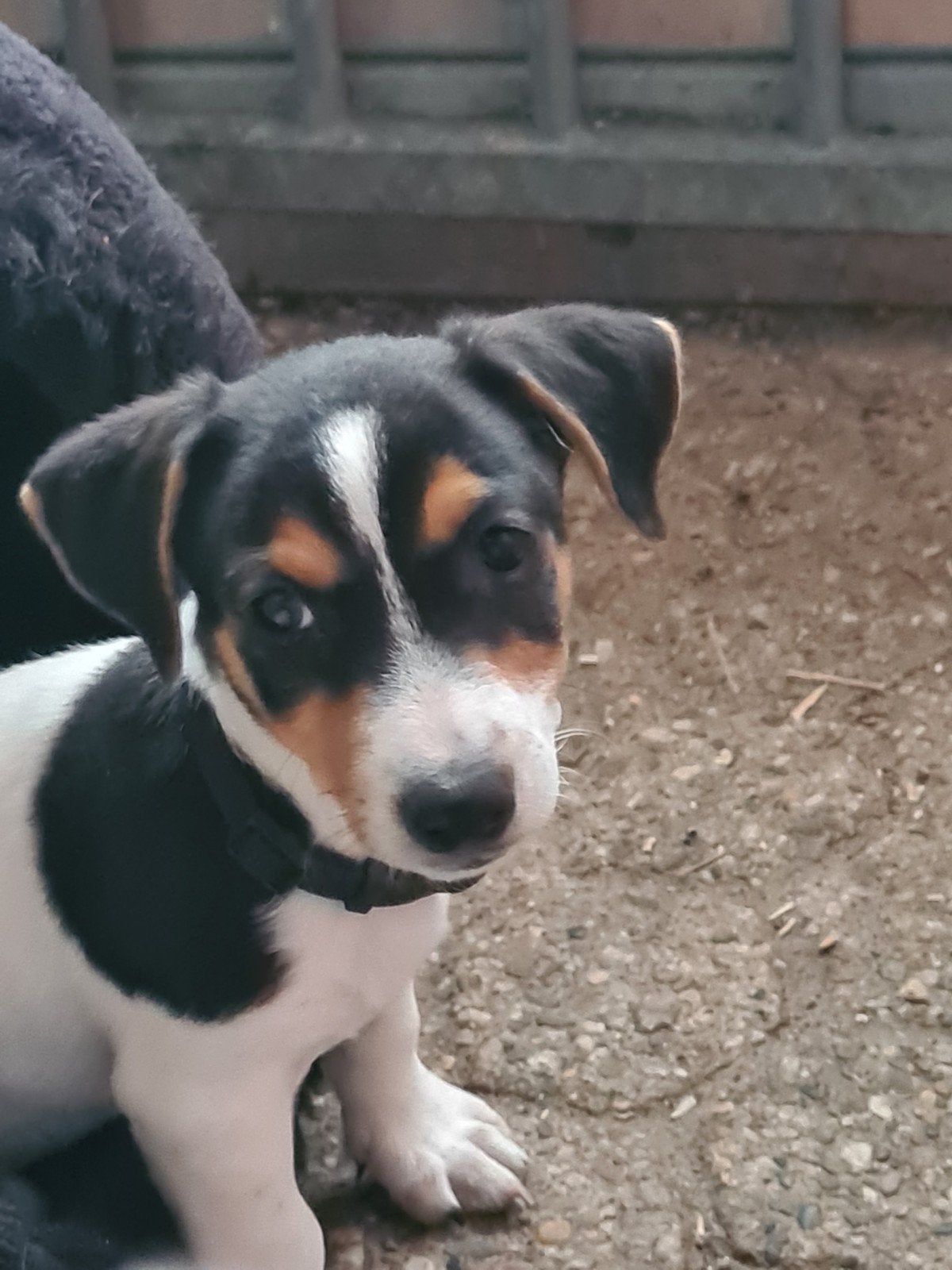 Vrolijke Jack Russell Terriër pups, HCC (leverziekte), Jack Russell Terriër, 8 tot 15 weken, Meerdere