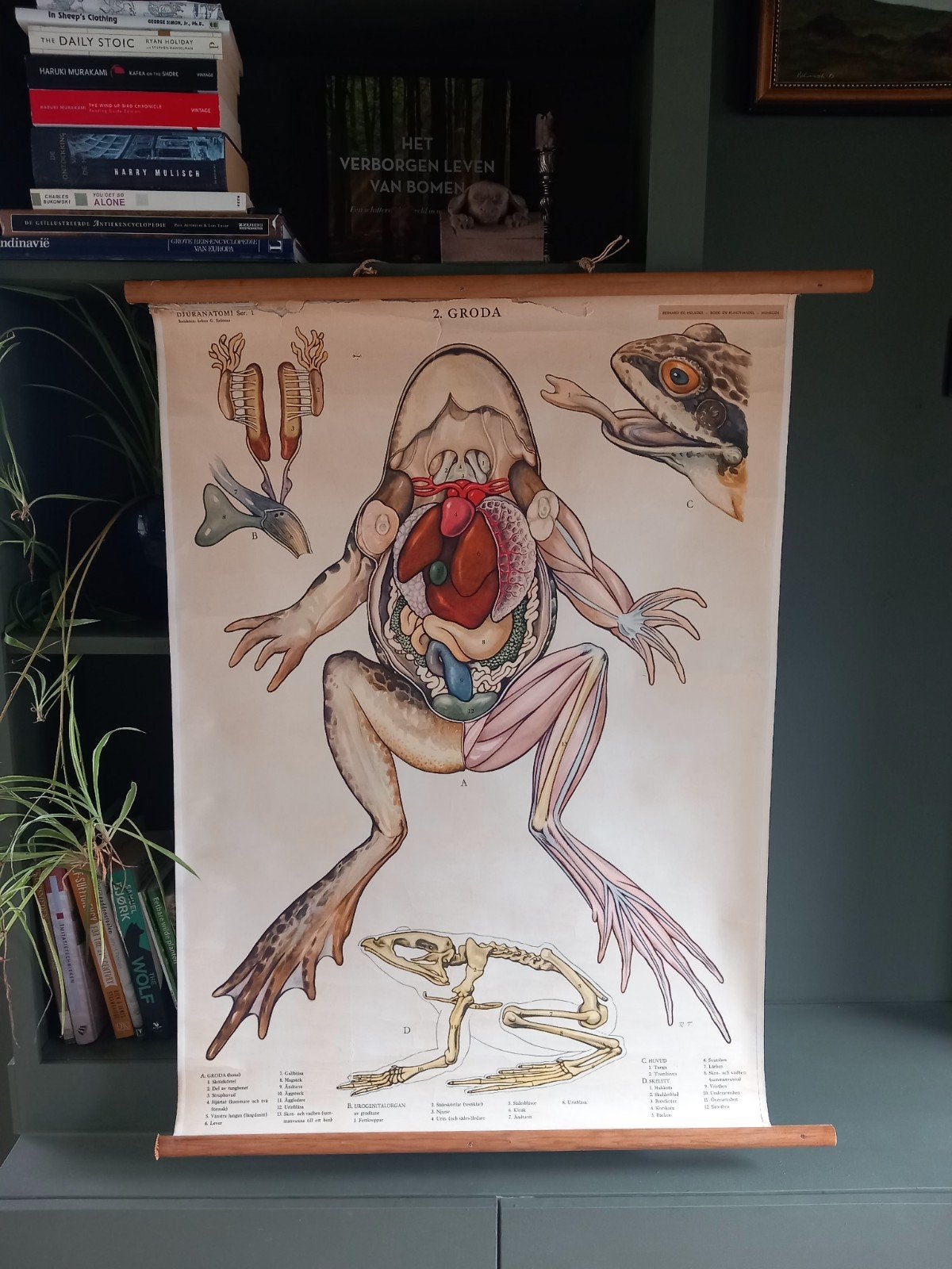 Antieke schoolplaat Kikker., Ophalen, Natuur en Biologie