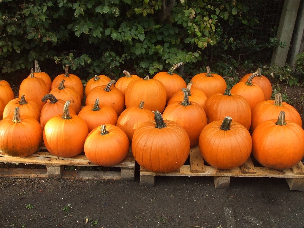pompoenen halloween sier sierfruit kalebassen, Ophalen of Verzenden, Nieuw
