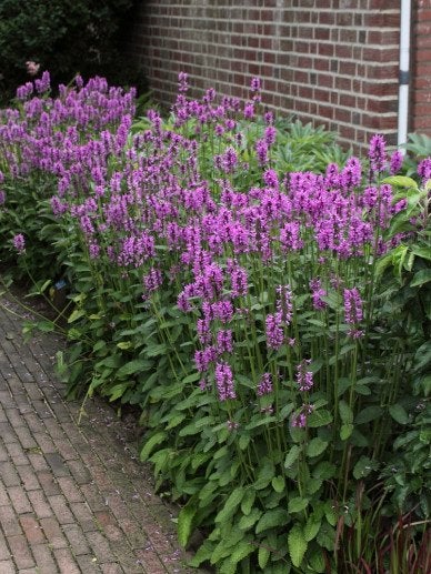 stachys hummelo, Tuin en Terras, Ophalen, Overige soorten, Volle zon