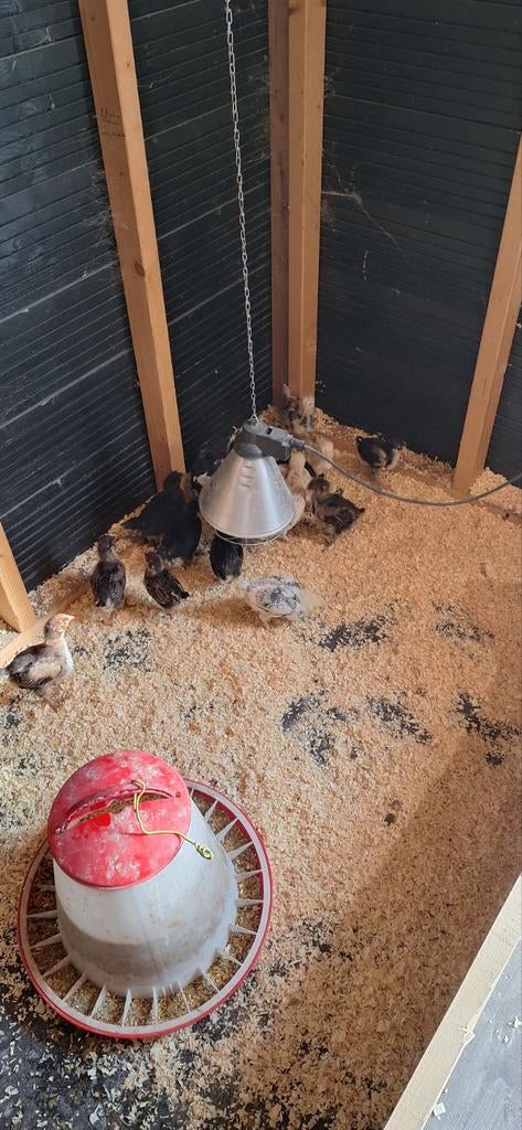Kuikens, Dieren en Toebehoren, Meerdere dieren, Kip