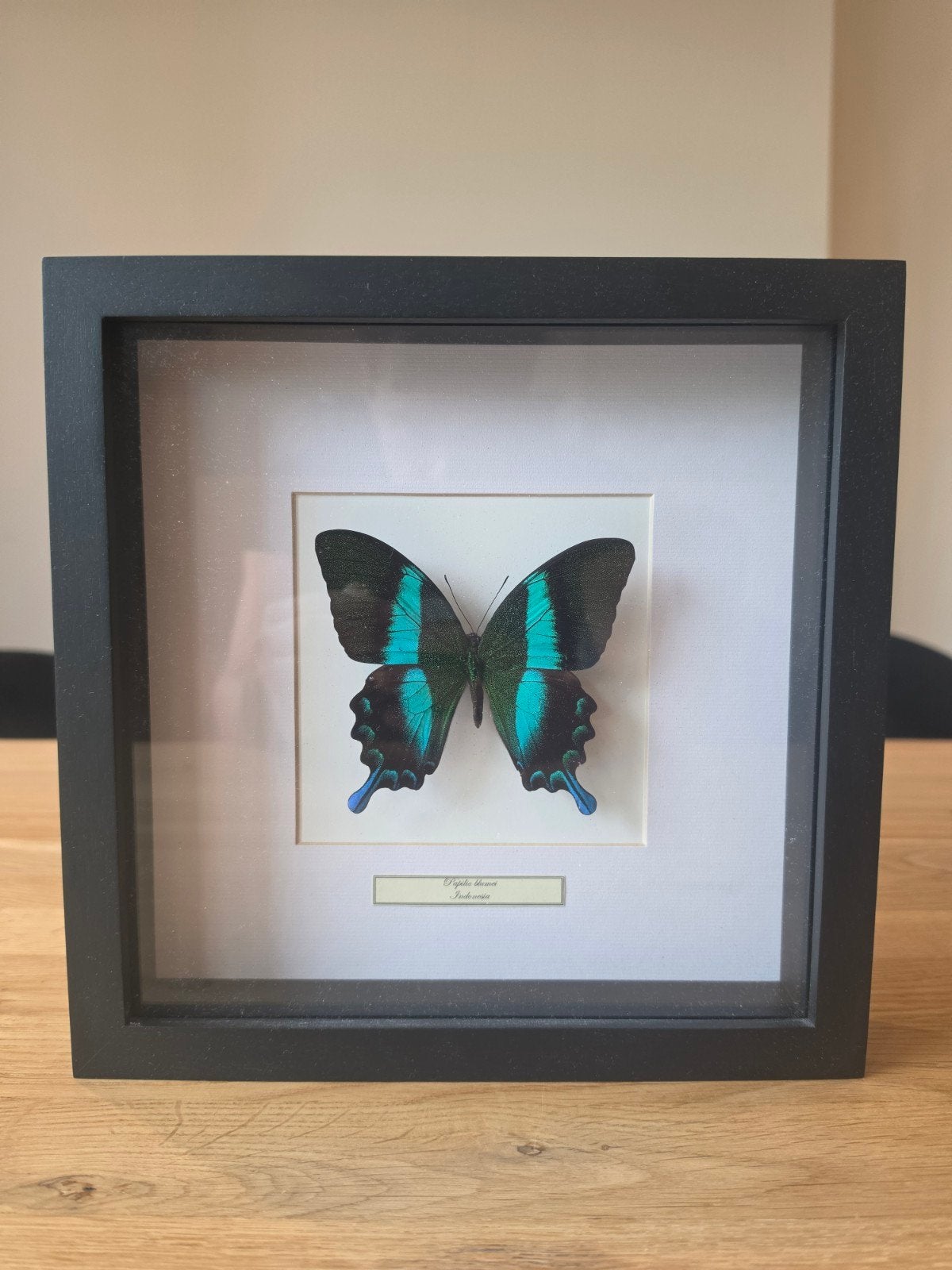 Ingelijste Papilio Blumei vlinder - Opgezet dier, Ophalen of Verzenden, Zo goed als nieuw, Insect, Opgezet dier