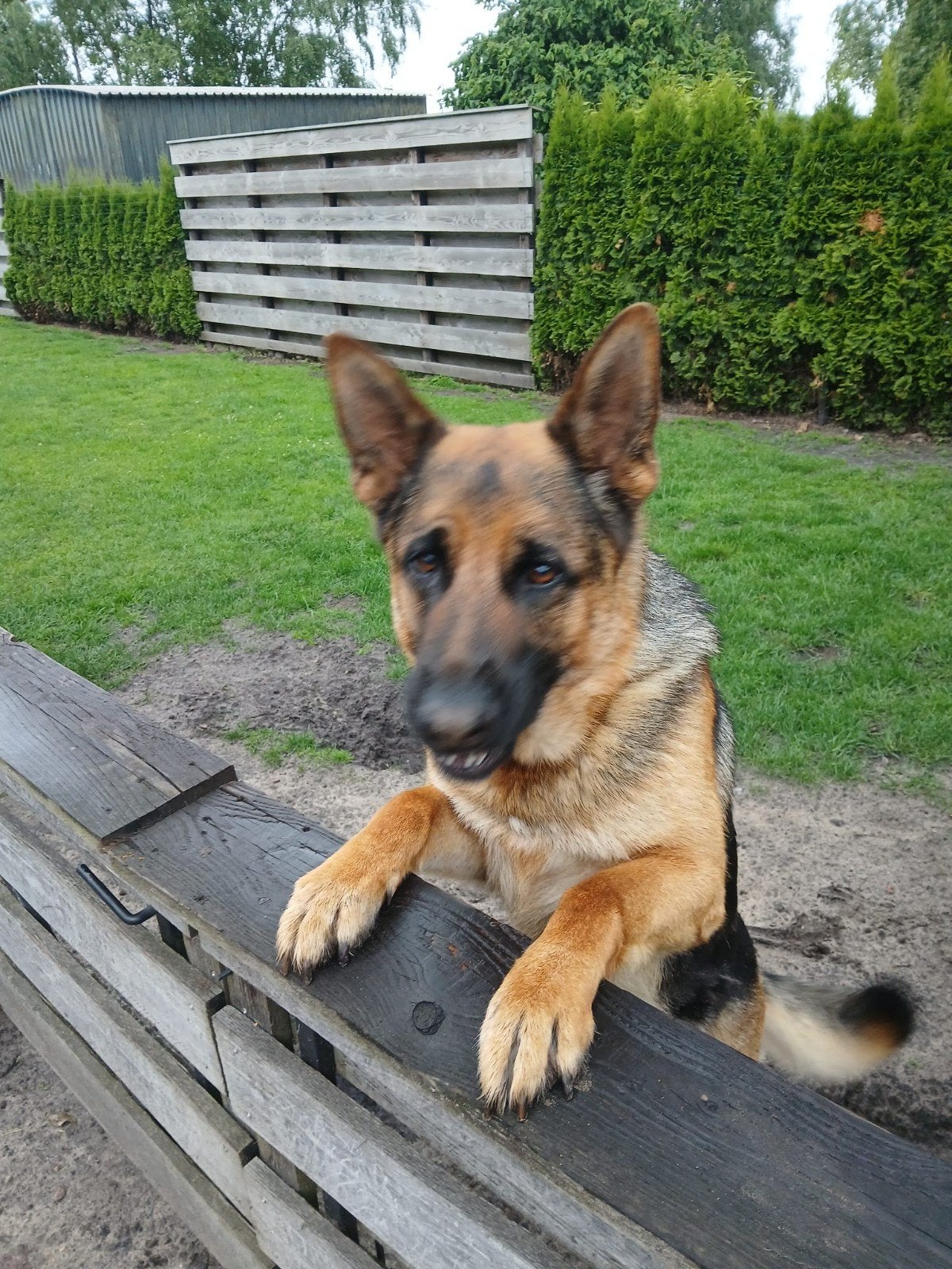duitse herder, Reu, 1 tot 2 jaar, Eén hond, Herder