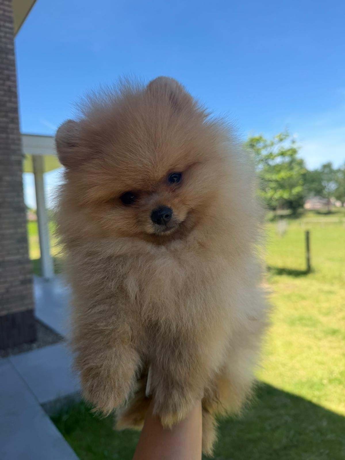 Prachtige Pomeriaan pup – Reutje, Dieren en Toebehoren, Honden | Niet-rashonden, 15 weken tot 1 jaar, Reu, Parvo, Eén hond