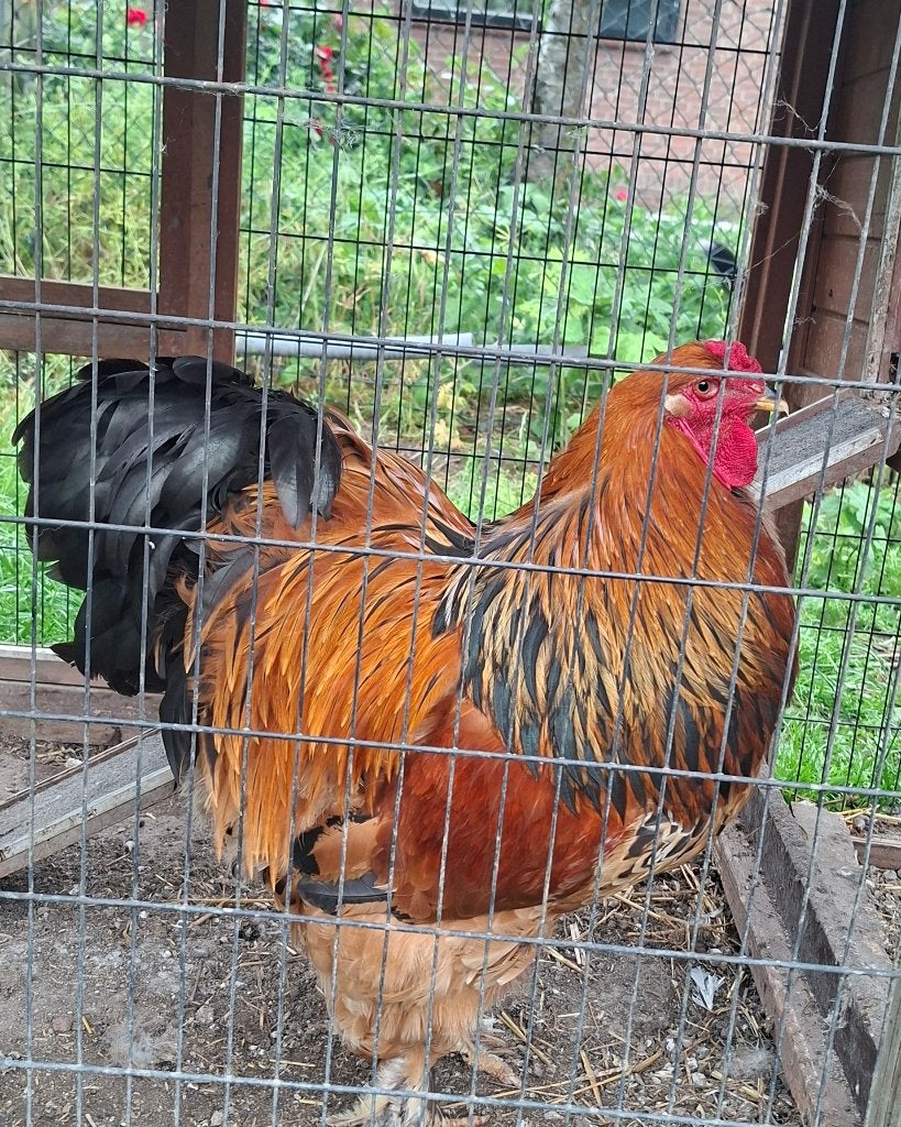 Brahma haan, Dieren en Toebehoren, Pluimvee, Mannelijk, Kip