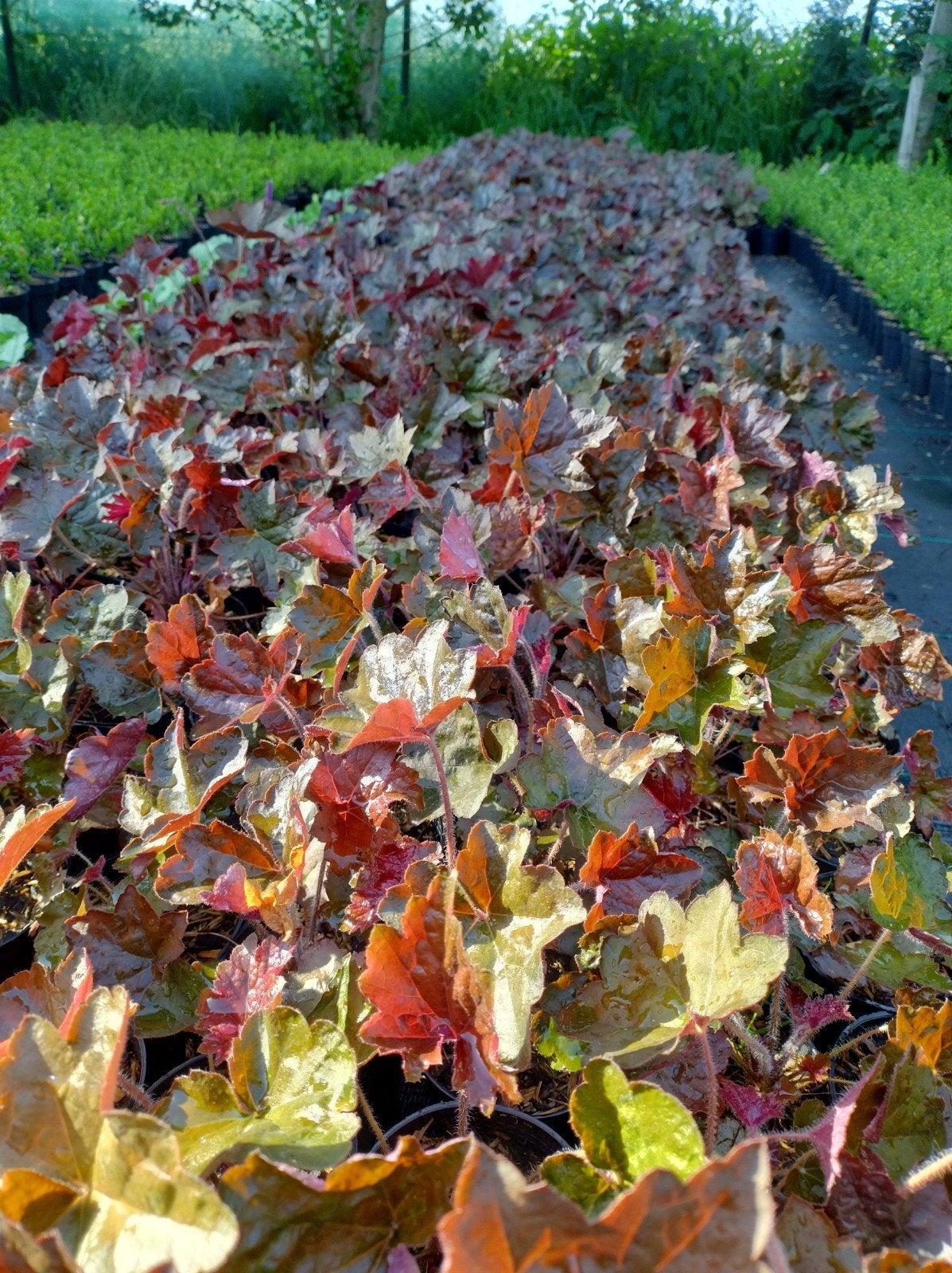 Purperklokje, bodembedekker heuchera, P9 planten, Bodembedekkers, Vaste plant, Ophalen of Verzenden, Halfschaduw