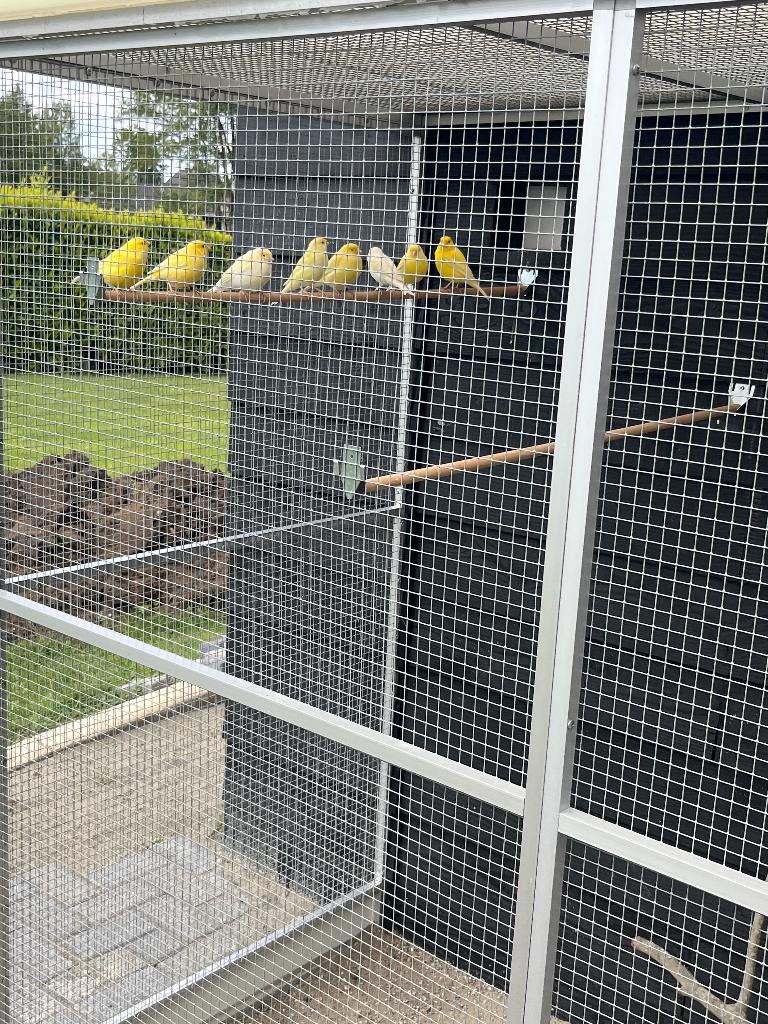 Mooie kanaries, Meerdere dieren, Kleurkanarie