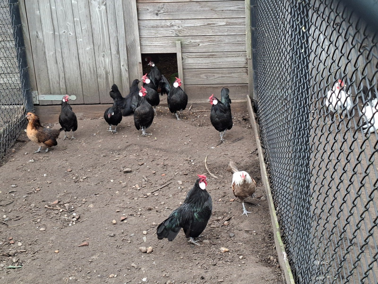 java zwart, Dieren en Toebehoren