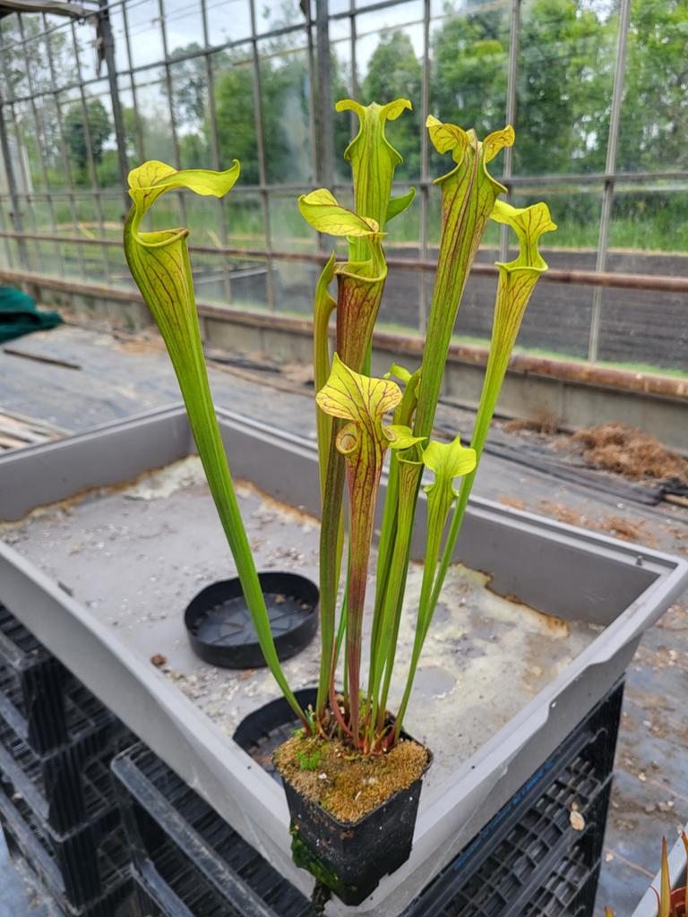 Sarracenia Flava var. Rubricorpora, Tuin en Terras, Ophalen of Verzenden, Overige soorten, Volle zon
