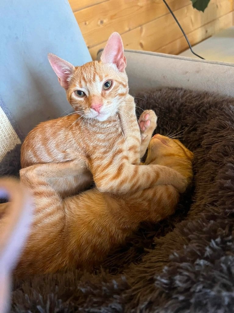 Deze kittens zoeken samen een huisje voor altijd!, Meerdere dieren, Kortharig, 0 tot 2 jaar