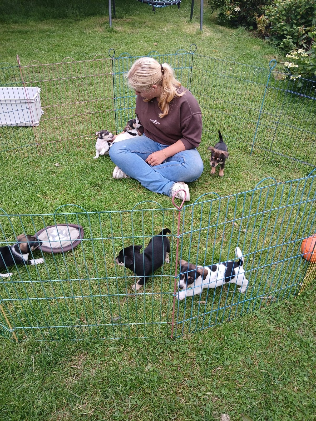 Jackrussel puppy’s, Nederland, Jack Russell Terriër, Meerdere, Meerdere dieren