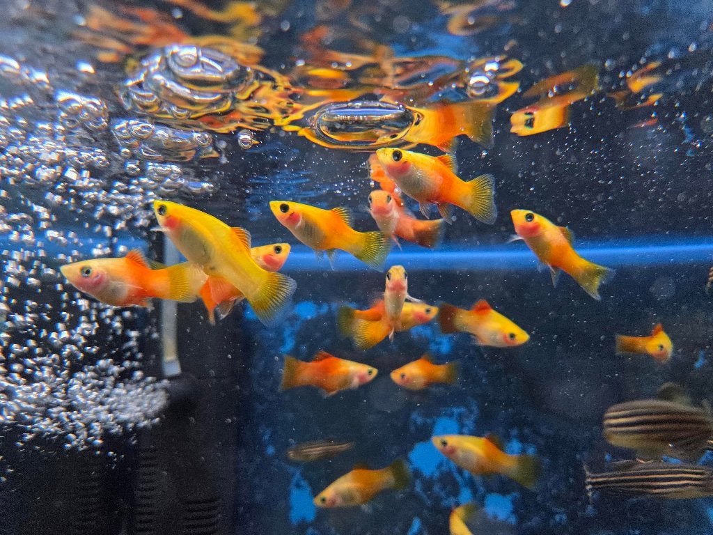 Platy's - Plaatjes - in diverse kleuren, Dieren en Toebehoren, Vissen | Aquariumvissen, Vis, Zoetwatervis
