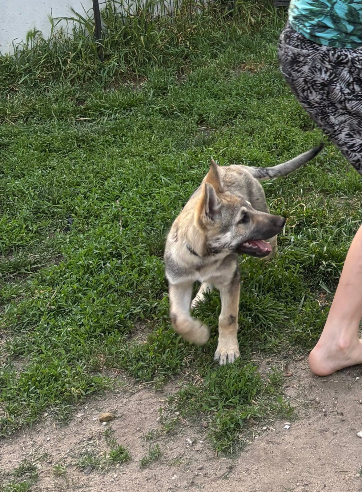 Tsjechoslowaakse wolfhond puppie kruising met Shepsky, Dieren en Toebehoren, Overige rassen, 8 tot 15 weken, Meerdere, Meerdere dieren