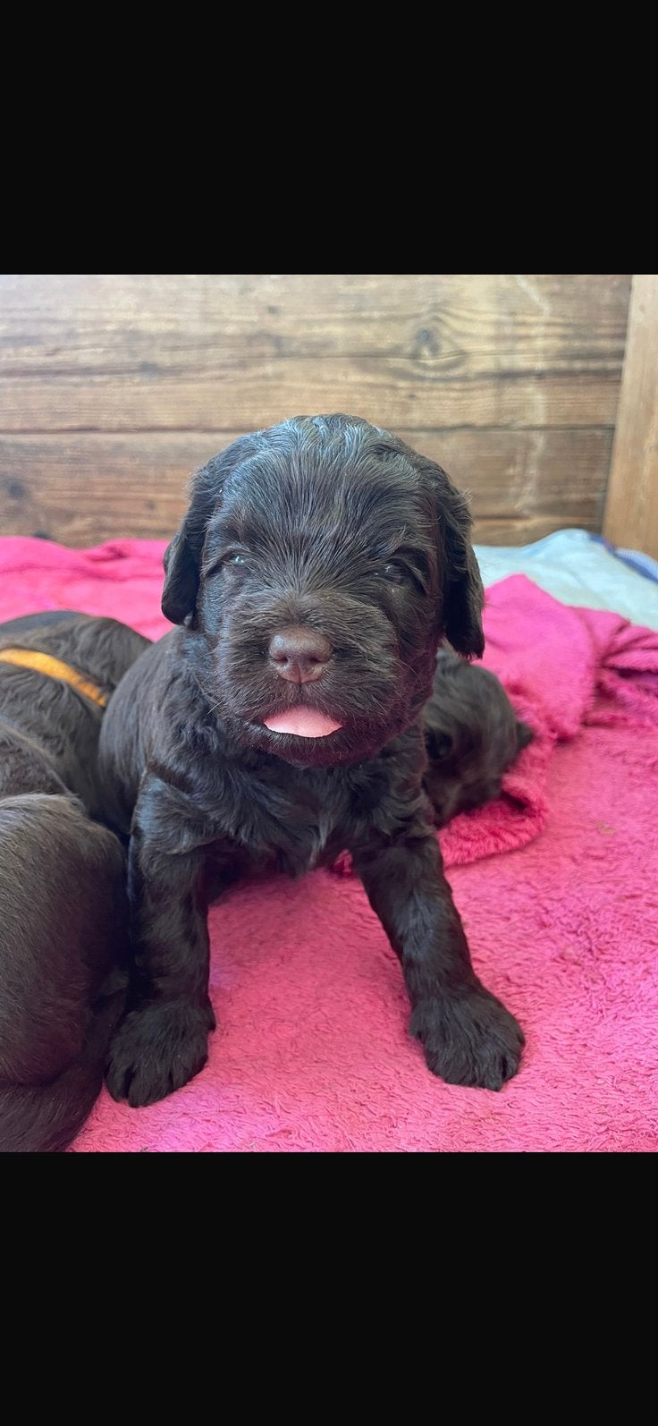 Chocolade medium labradoodle pups met Australian bloed, Dieren en Toebehoren, Parvo, Overige rassen, 8 tot 15 weken, Meerdere