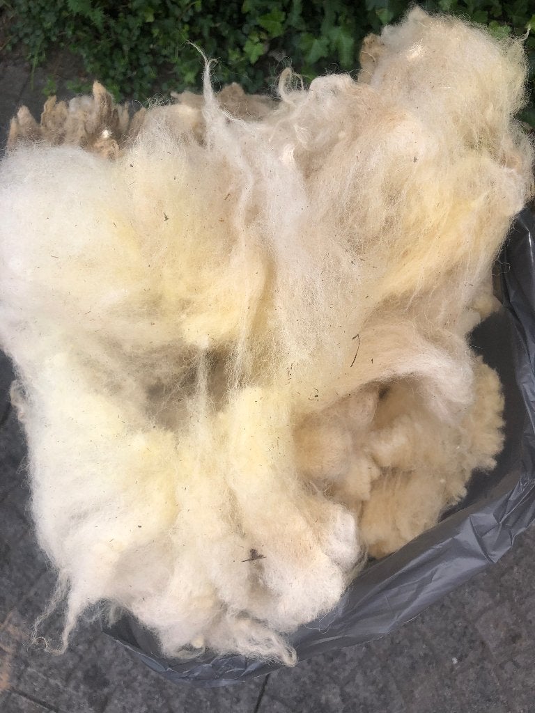 prachtige verse witte schapenwol mooi zacht, Ophalen of Verzenden, Nieuw, Spinwol
